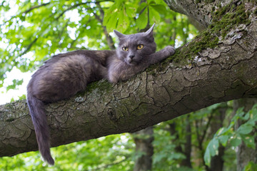 Evil Cat at a Tree
