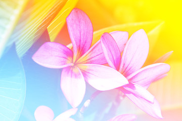 Obraz na płótnie Canvas branch of tropical flowers frangipani (plumeria),