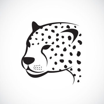 Vector image of an cheetah face on white background. Vector chee