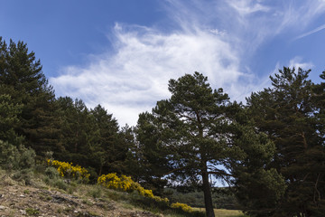 pine trees on a slope of a mountain in summer
