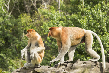 Proboscis monkey, male and female. Sanctuary in Labuk bay, Borneo.