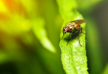 blow-flies, carrion flies, bluebottles, greenbottles, or cluster flies