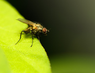 blow-flies, carrion flies, bluebottles, greenbottles, or cluster flies