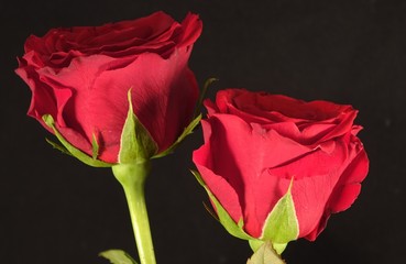 Naklejka premium Abschiedsrosen