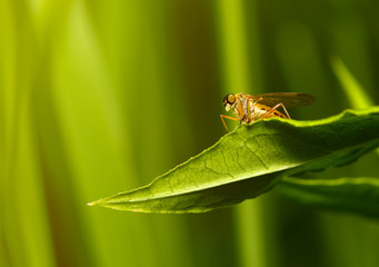 blow-flies, carrion flies, bluebottles, greenbottles, or cluster flies