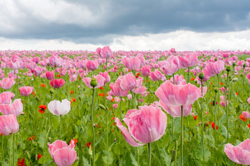 Schlafmohnfeld in Deutschland