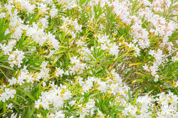 Oleander blüten Hintergrund
