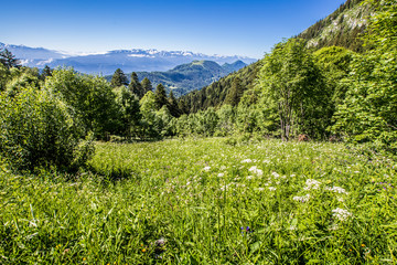 Début d'été dans les Bauges