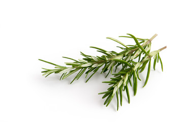 Fototapeta premium Rosmarin