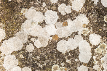 Gray Lichen organisms