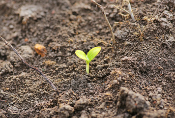 Young pumpkin sprouts in the planting