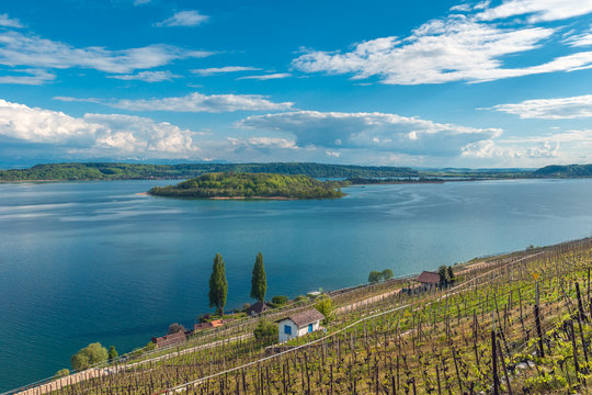Vineyard by the lake of Biel, Switzerland