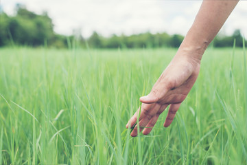 Young woman hand touching enjoy with green grass.