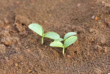 Young pumpkin sprouts in the planting