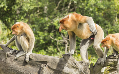 Angry Proboscis Monkeys. Labuk bay, Borneo.