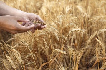 Wheat ears in farmer hands close up on field background © toxicoz