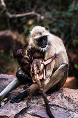 Unconditional Love of mother grey faced langoor