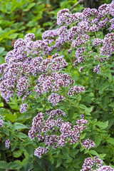 Origanum 