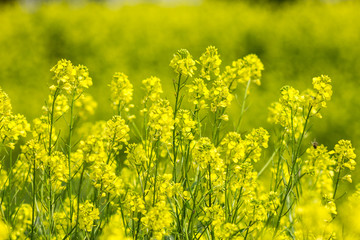 Obraz premium Flowers of rape