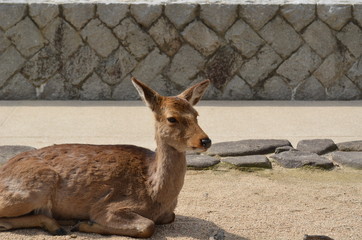 Deer living in Miyajima, Hiroshima, Japan.
