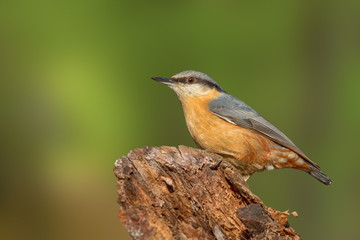 Eurasian nuthatch, wood nuthatch; Sitta europaea