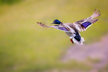 Duck-drake