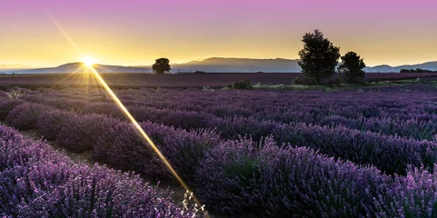 Küchenrückwand glas motiv Lavendel Sonnenaufgang über einem Lavendelfeld
