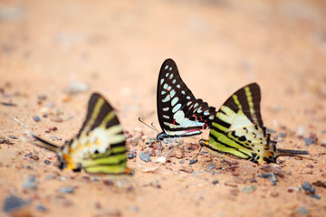 Fototapeta na wymiar colorful butterfly on salt lick.