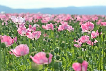 Schlafmohnblüte (Papaver somniferum) in Germerode am Meißner 
