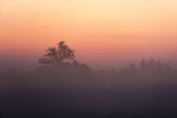 Obraz na płótnie Canvas Morning sun shinnig throw the tree. Early morning on meadow.