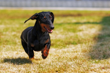happy dog German haired dwarf Dachshund playing in the back yard