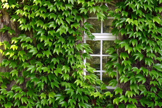 Geteiltes Fenster umrahmt vom wilden Wein