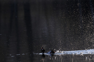 Goldeneye drake courtship display early in the morning