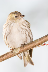 Eurasian siskin sitting on a twig