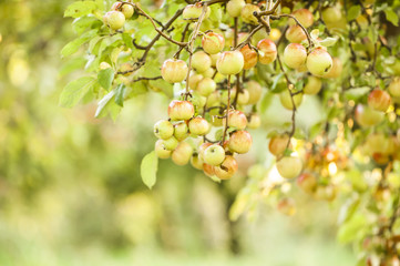 Apple tree in old apple orchard.