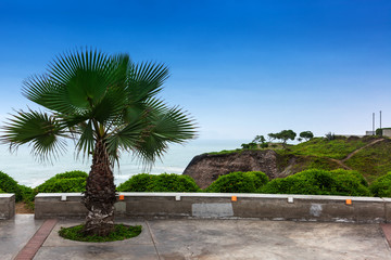 Fototapeta premium park on shores of Pacific Ocean