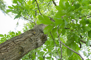 The common walnut in growth