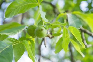 The common walnut in growth