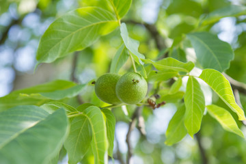 The common walnut in growth