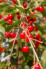 Obraz premium Cherry fruits on a branch