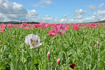 Obraz premium Weiße Mohnblüte zwischen vielen rosa Schlafmohnblüten