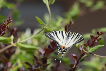 swallow tail butterfly machaon close up portrait