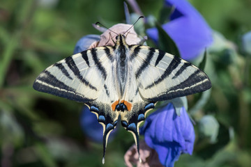 swallow tail butterfly machaon close up portrait
