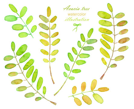 Collection of illustrations of watercolor acacia tree branches, hand drawn isolated on a white background
