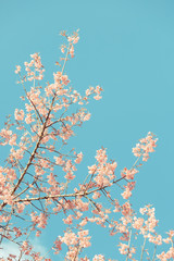 Wild Himalayan Cherry spring blossom