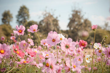 Cosmos flower blossom in garden