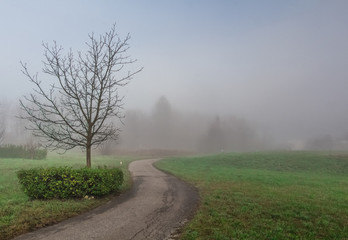 Tree silhouette with road in a misty countryside