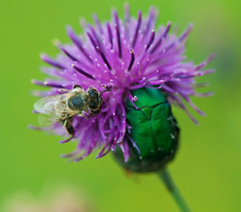 Insect bee sits on a purple flower, flora and fauna.