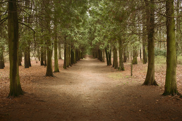 Dirt road leaving thru forest