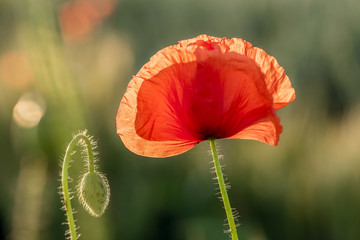 Mohnblumen